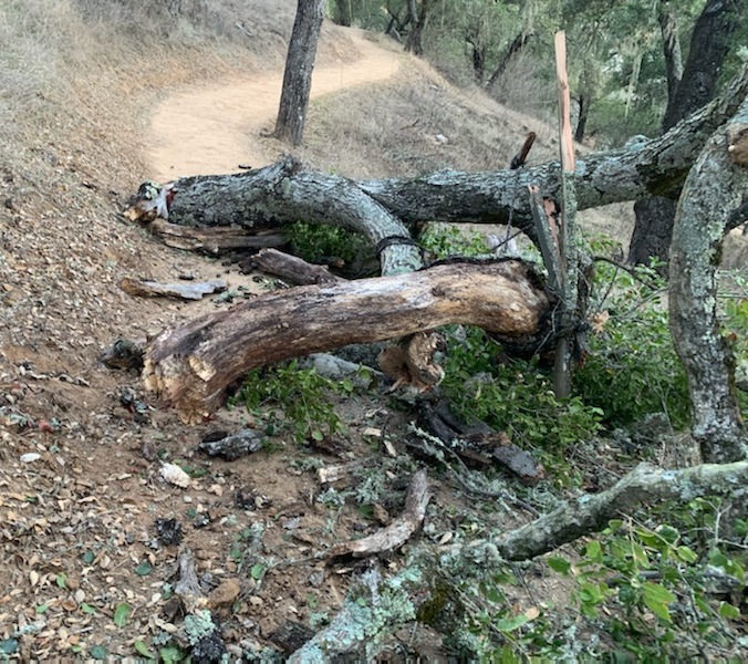 The old deer hunting tree stand branch broke off